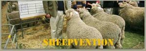 sheepvention_cover-sheep
